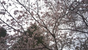 相模原桜祭り2