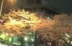 夜桜20160404